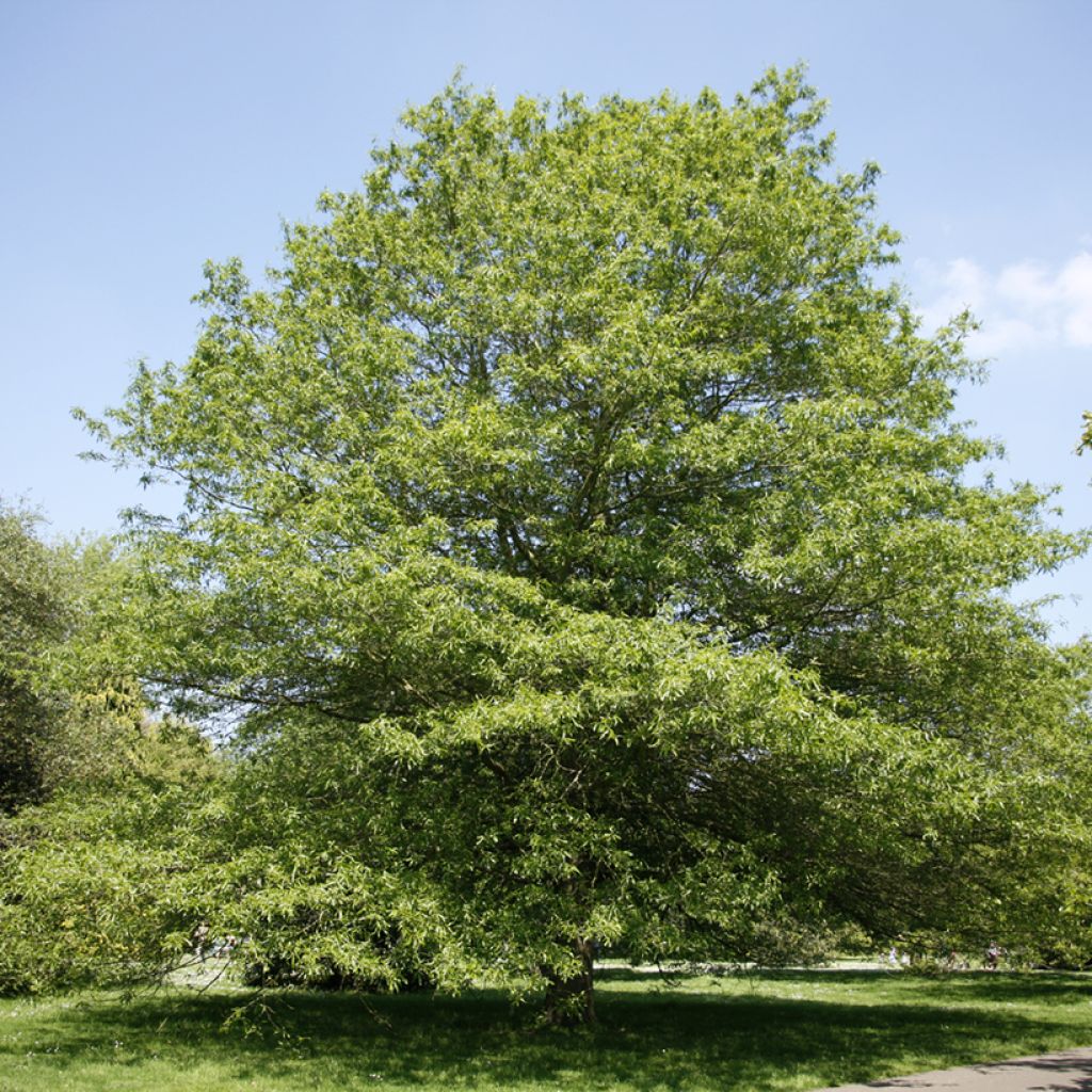 Quercus phellos