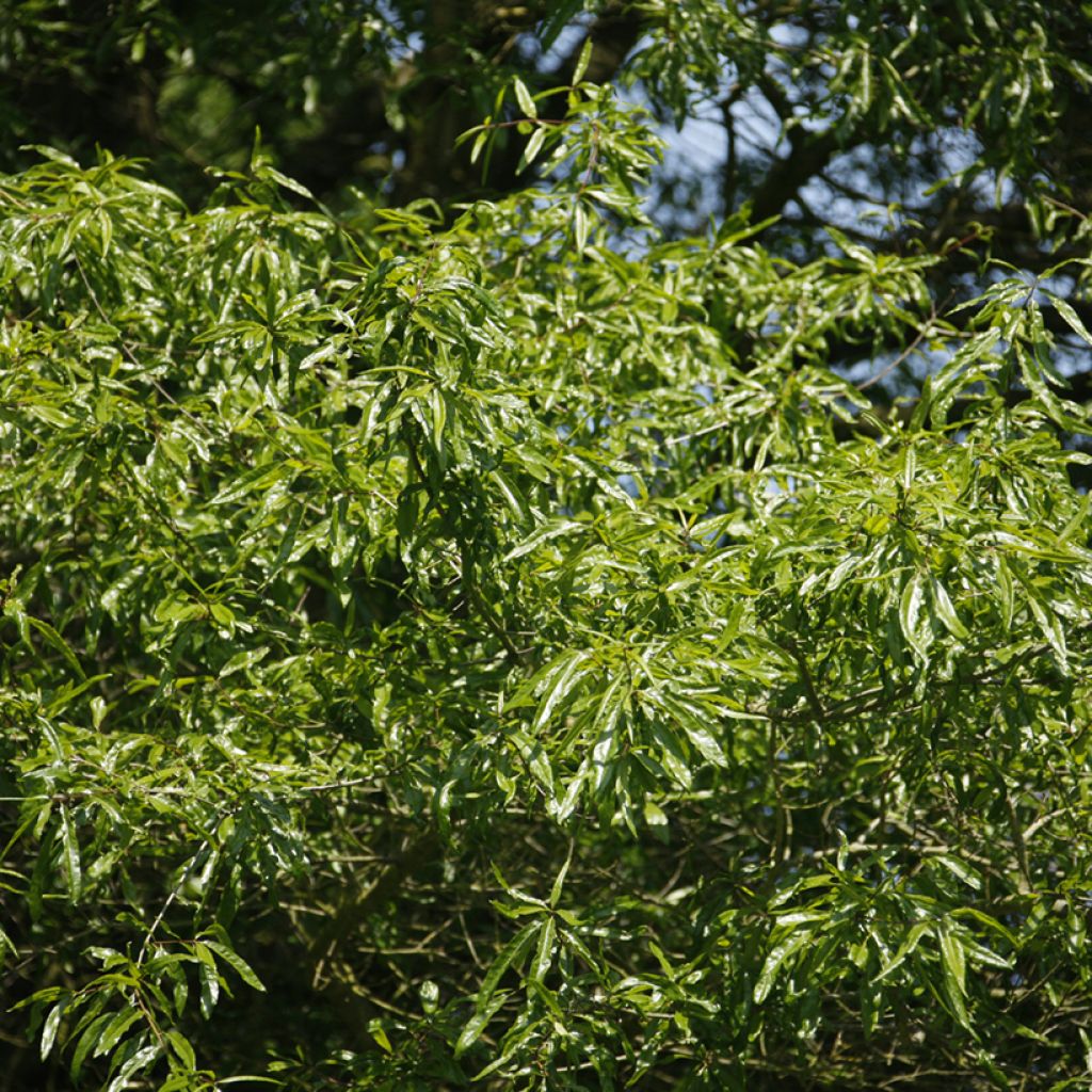 Chêne à feuilles de saule - Quercus phellos