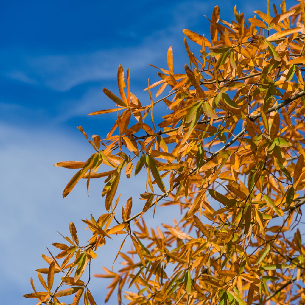 Chêne à feuilles de saule - Roble albar