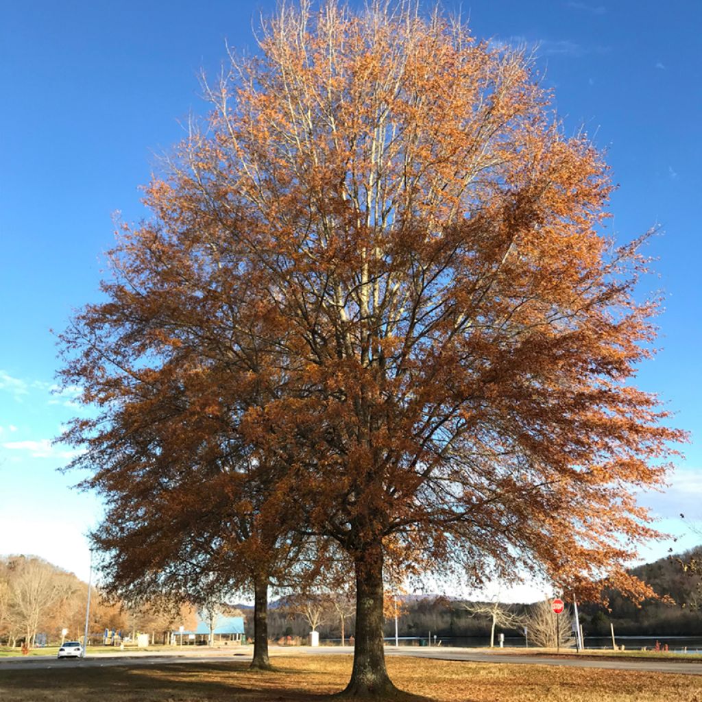 Chêne à feuilles de saule - Roble albar