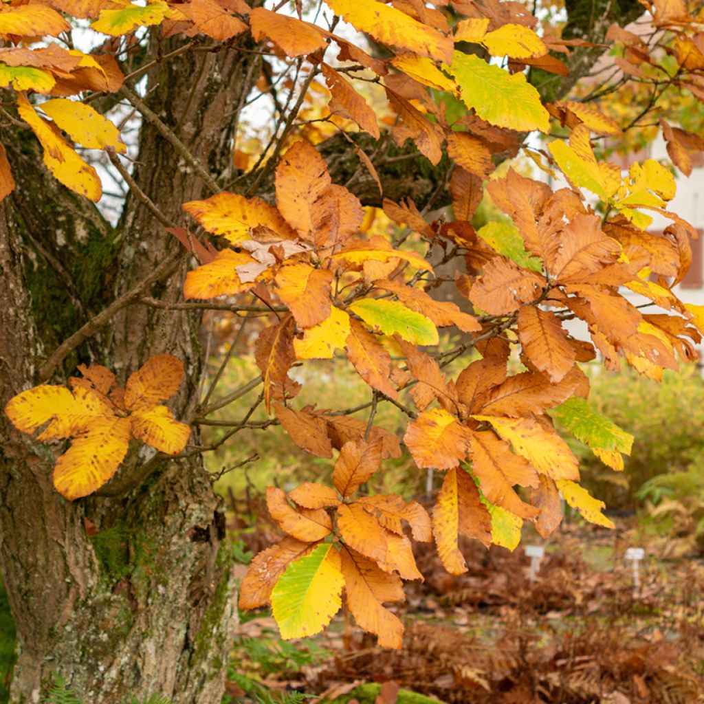 Quercus pontica - Roble