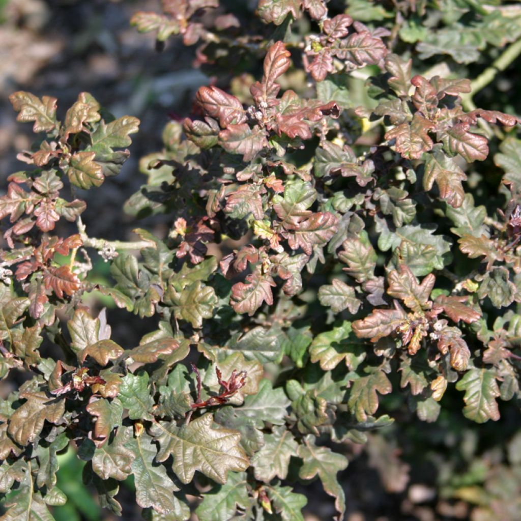 Chêne pédonculé pourpre - Quercus robur Atropurpurea