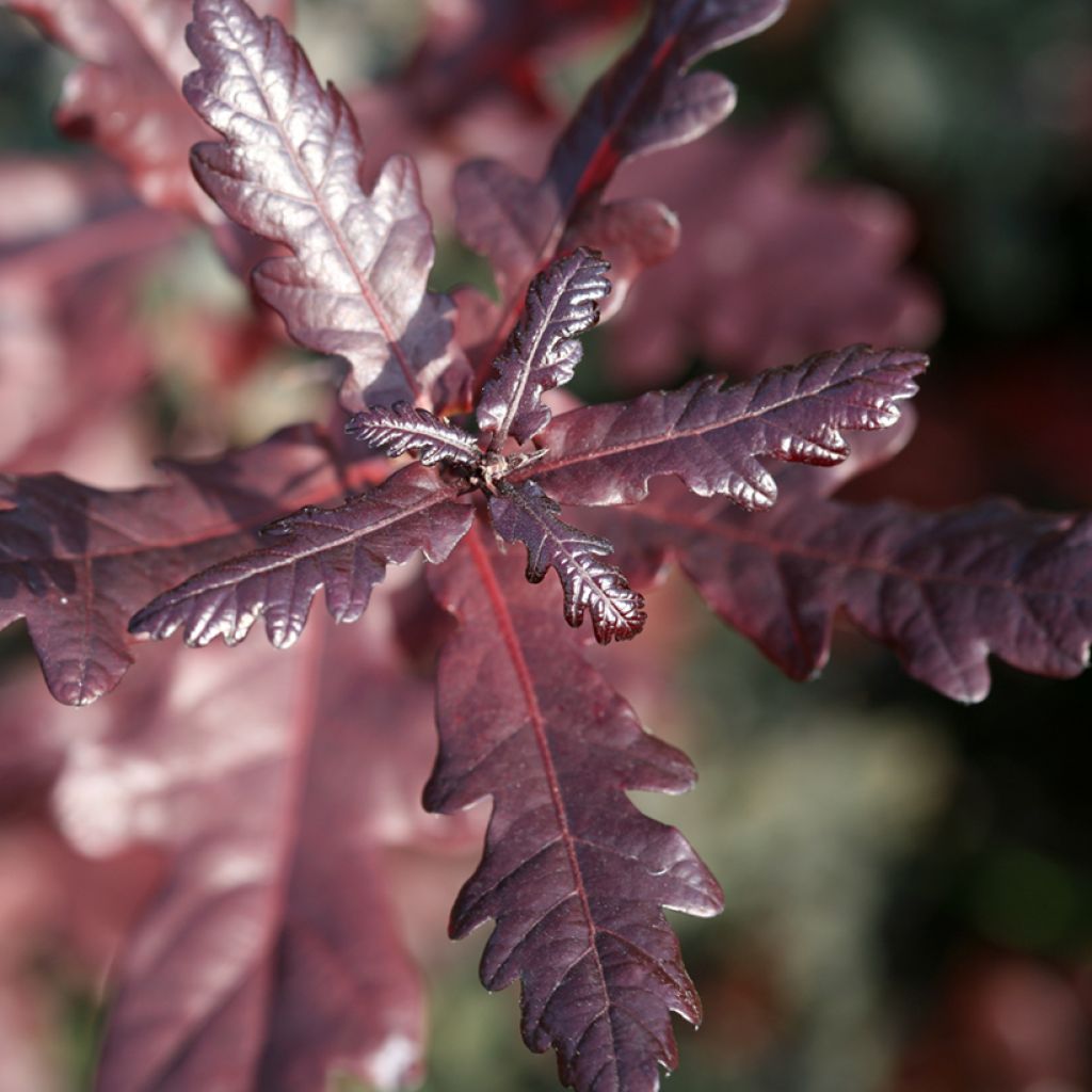 Quercus robur Atropurpurea - Roble común