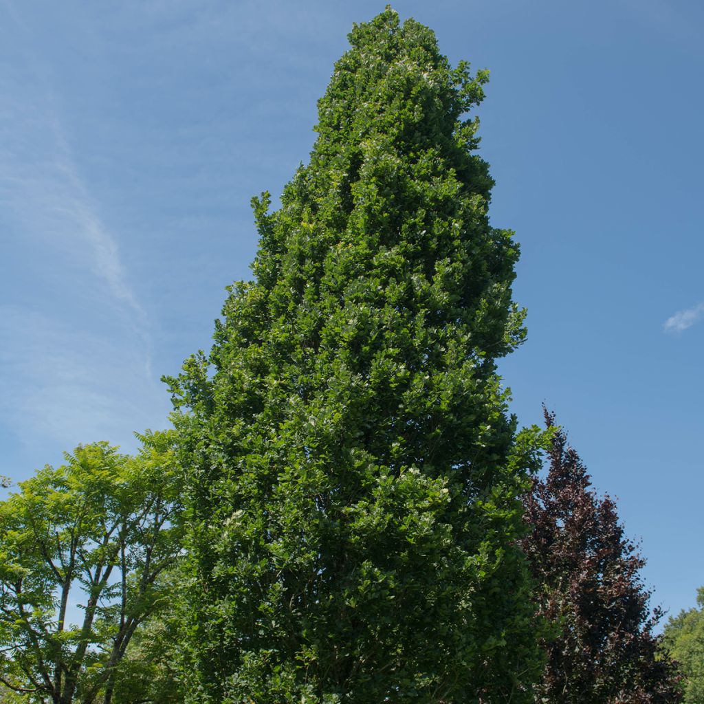 Quercus robur Fastigiata Koster - Roble de porte columnar