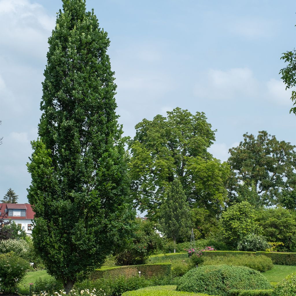 Quercus robur Fastigiata Koster - Roble de porte columnar