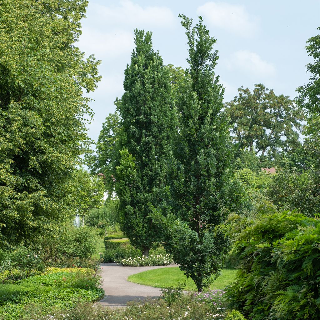 Quercus robur Fastigiata Koster - Roble de porte columnar