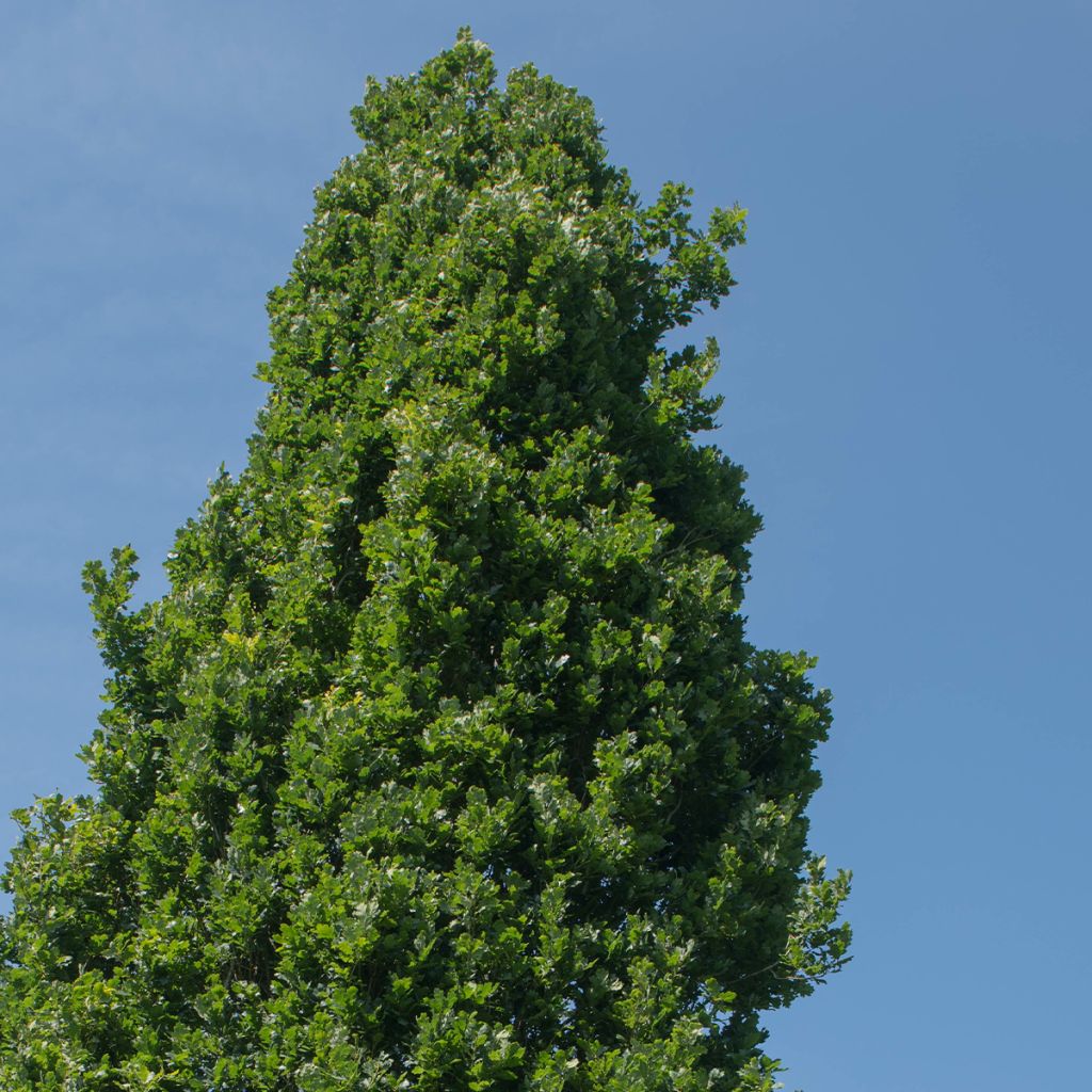 Quercus robur Fastigiata Koster - Roble de porte columnar