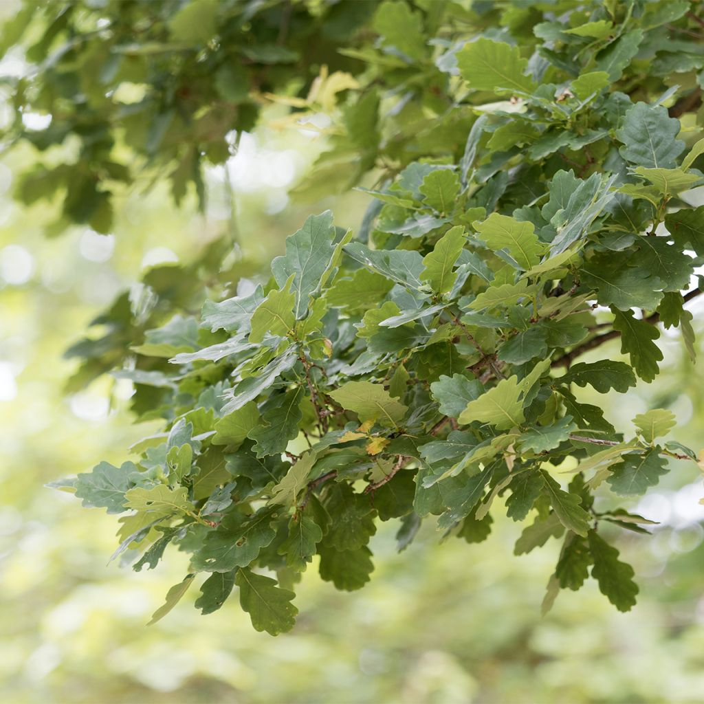 Chêne pédonculé - Quercus robur Fastigiata