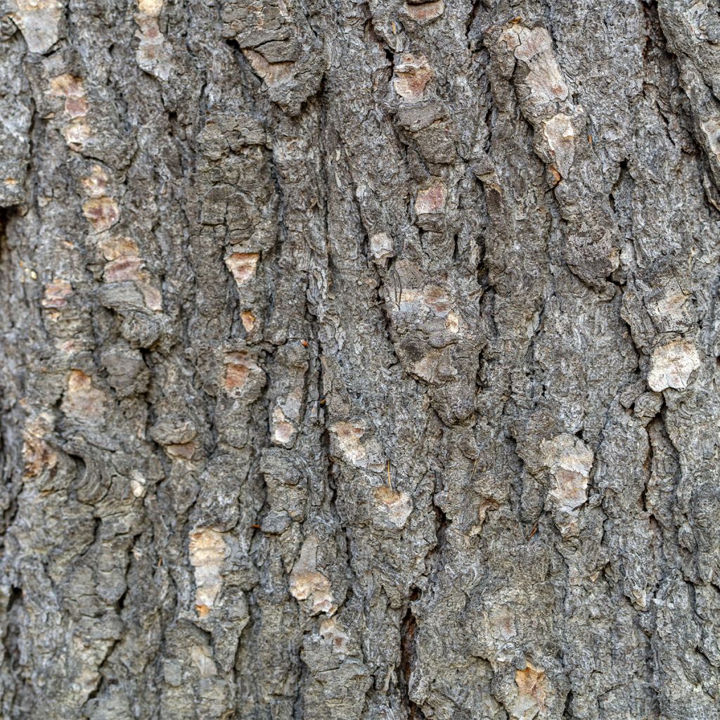 Chêne pédonculé - Quercus robur Fastigiata