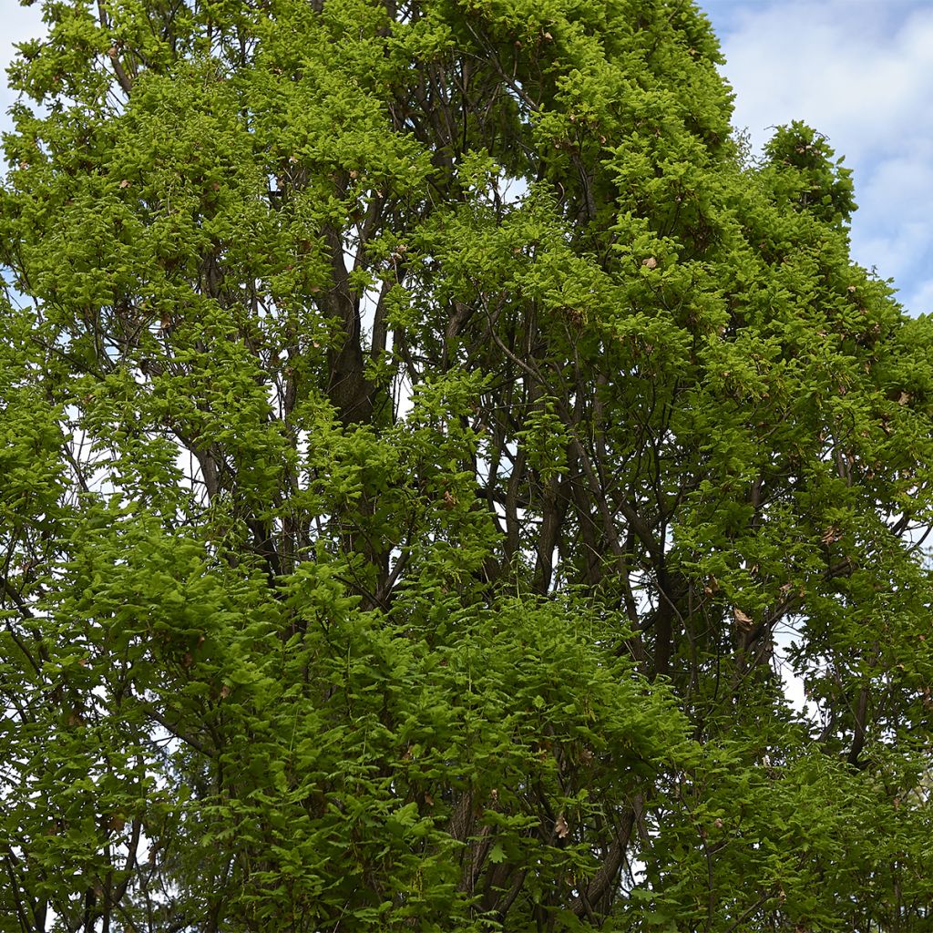 Chêne pédonculé - Quercus robur Fastigiata