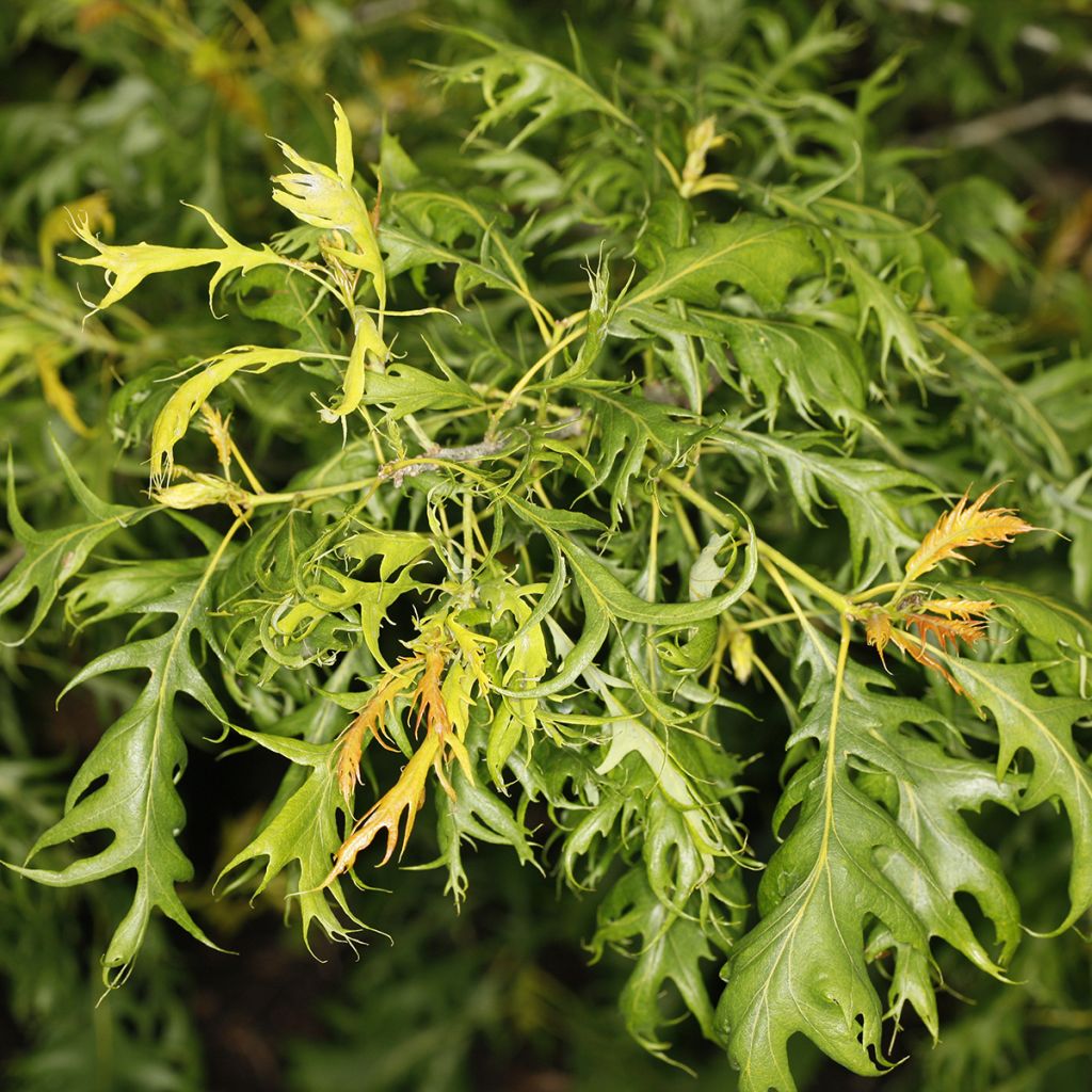 Quercus robur Miky - Roble común