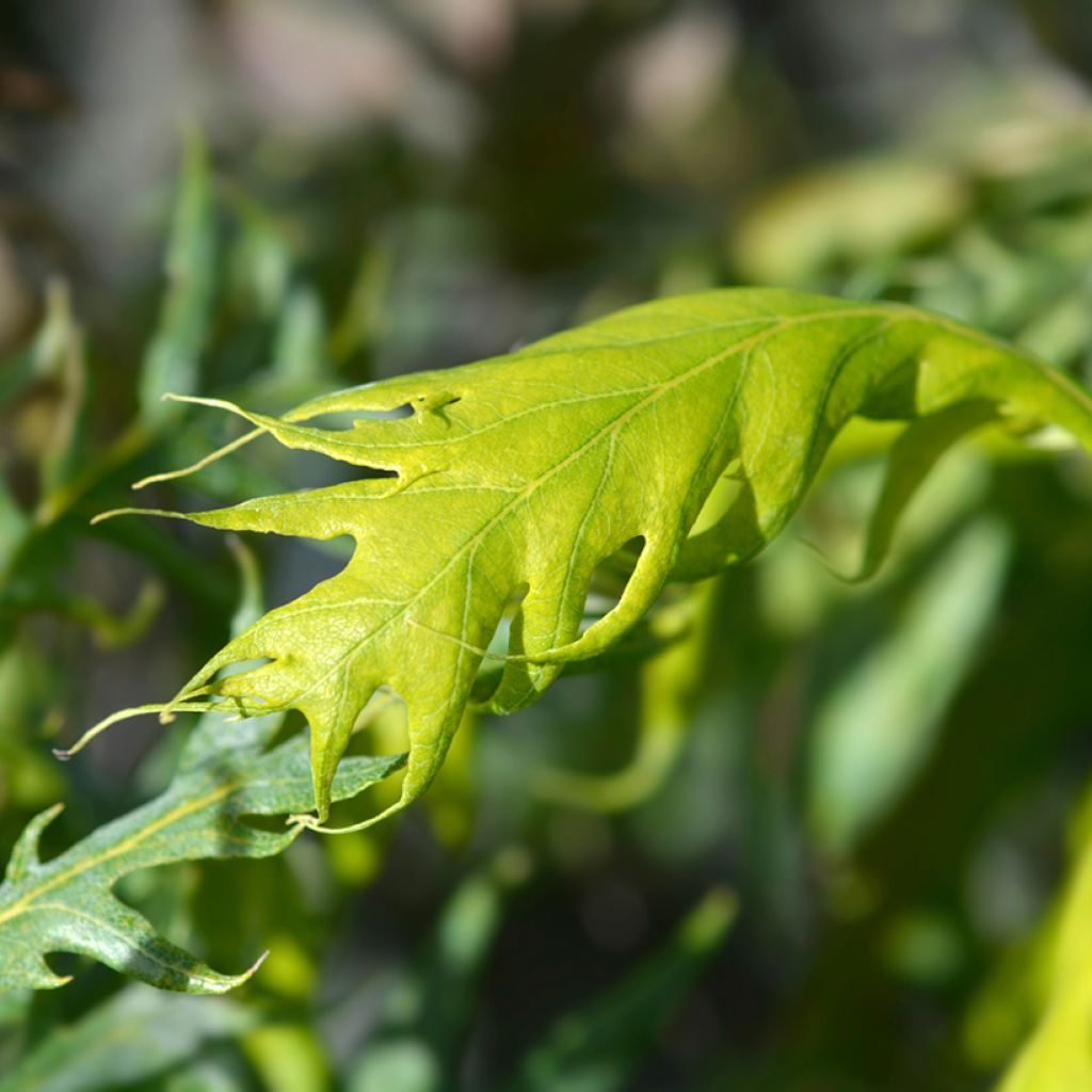 Quercus robur Miky - Roble común