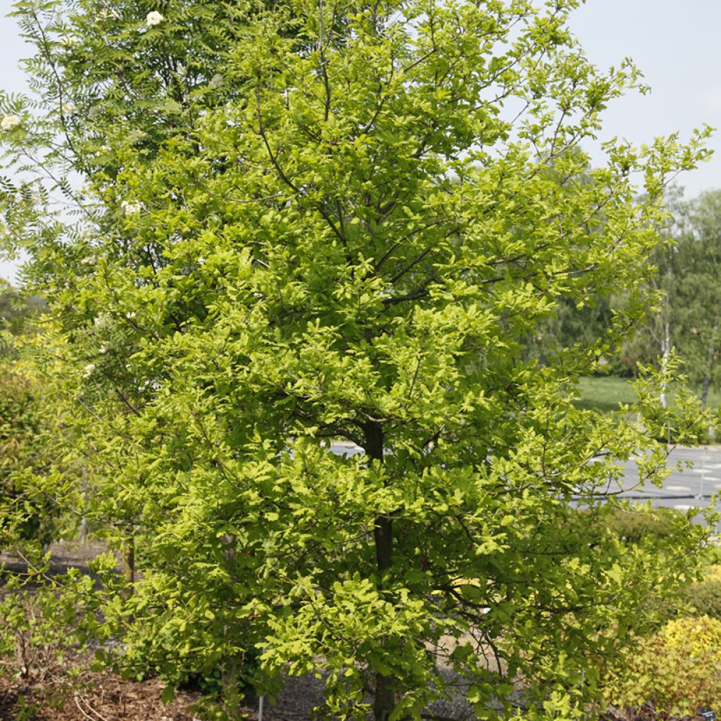 Quercus robur Rita's Gold - Chêne pédonculé doré