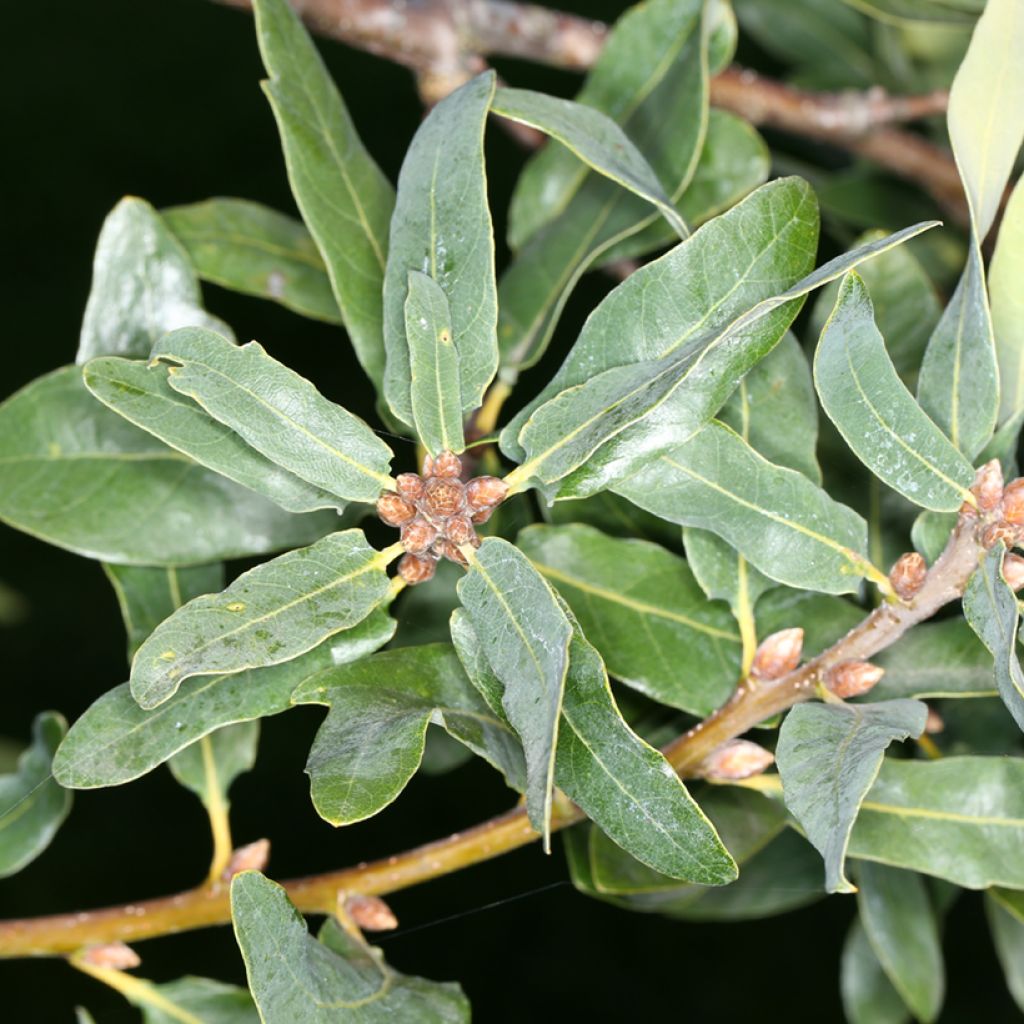 Quercus robur Salicifolia - Roble común