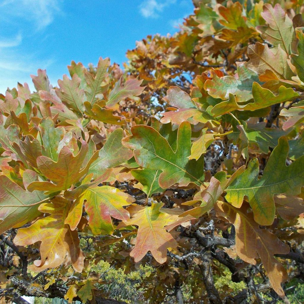 Chêne pédonculé - Quercus robur (pedonculata)