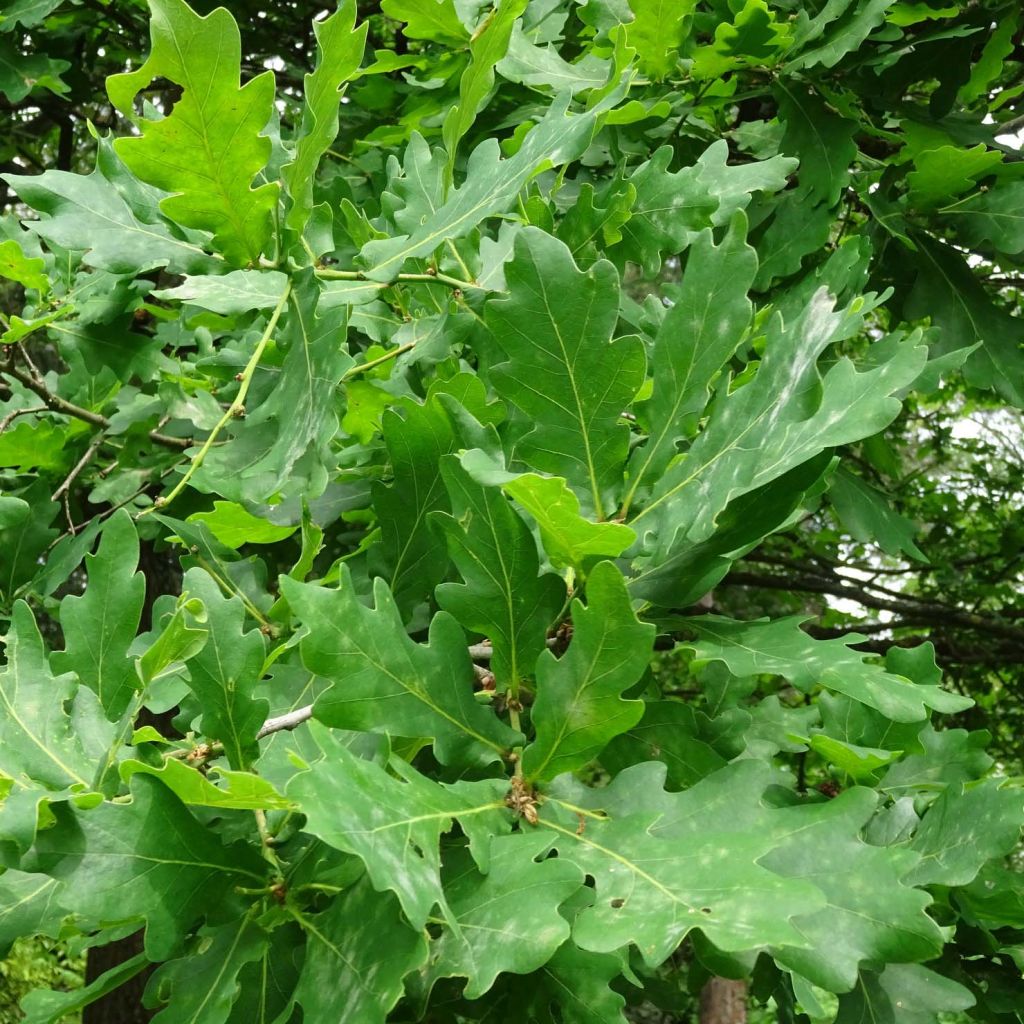 Chêne pédonculé - Quercus robur (pedonculata)