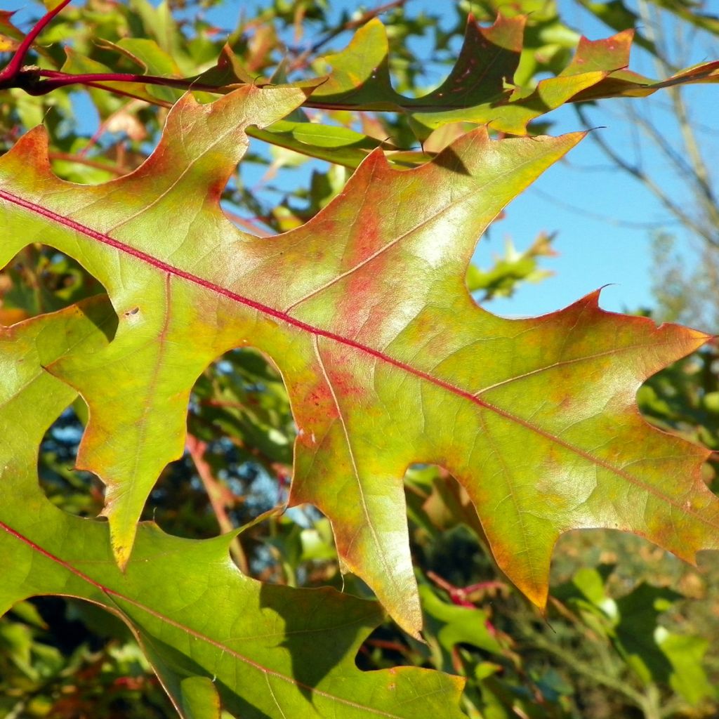 Roble americano - Quercus rubra