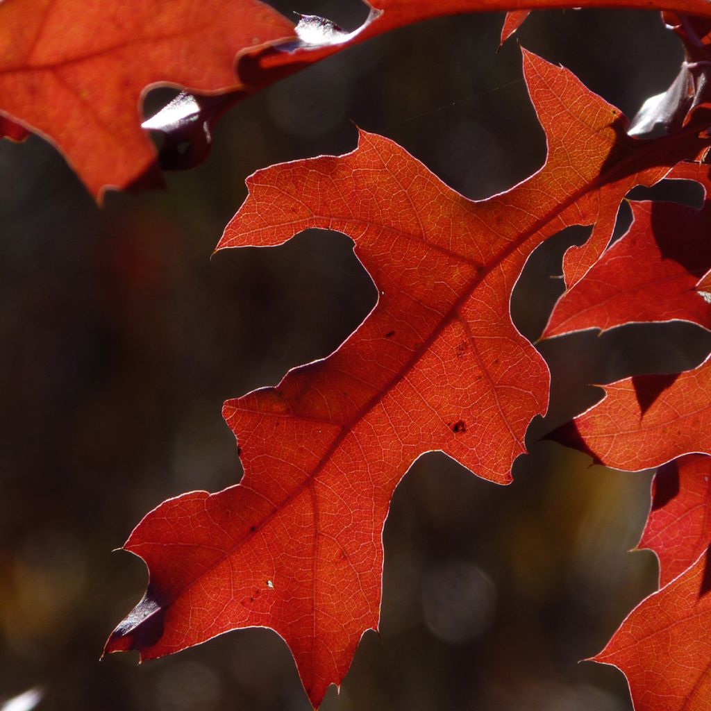 Roble americano - Quercus rubra