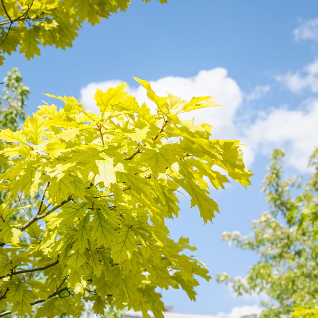 Quercus rubra Aurea - Roble americano