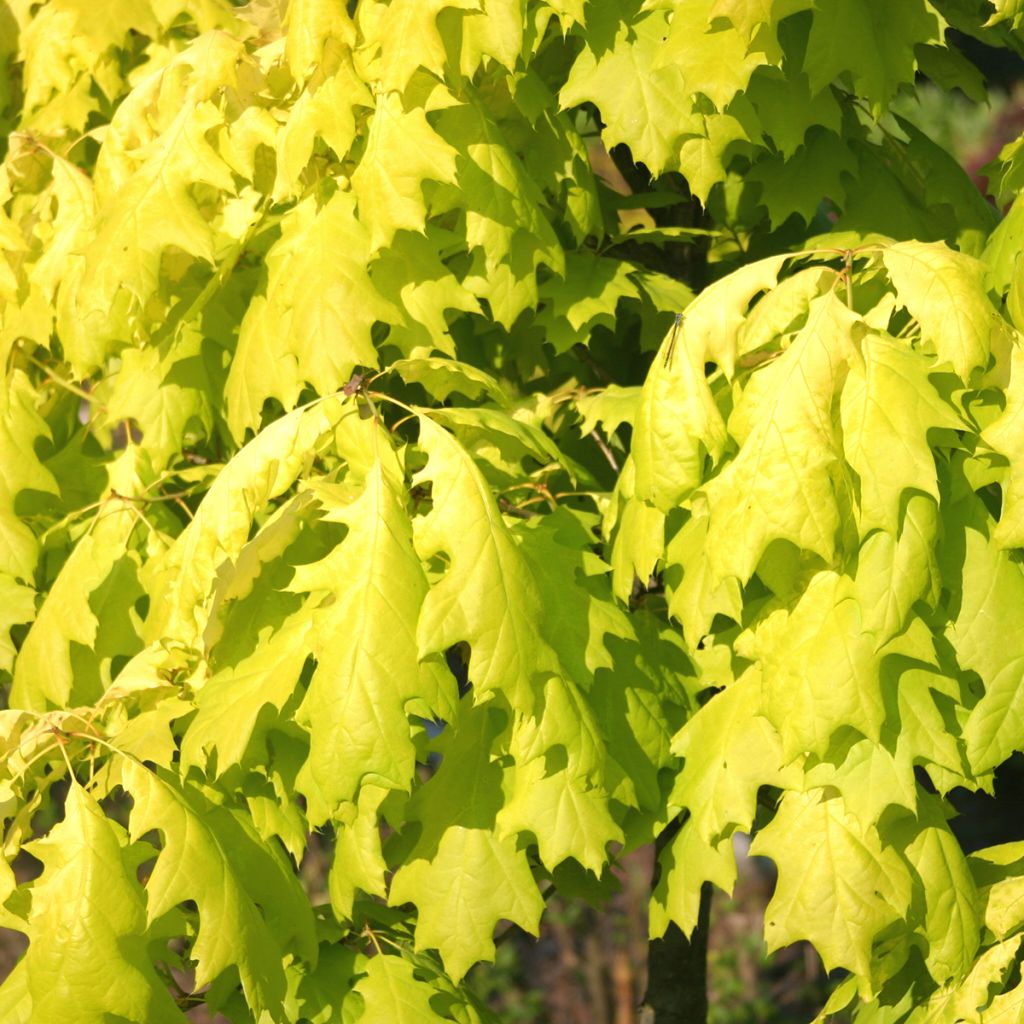 Quercus rubra Aurea - Roble americano