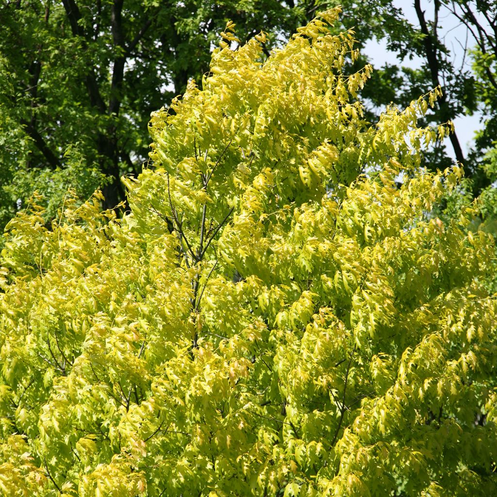 Quercus rubra Aurea - Roble americano