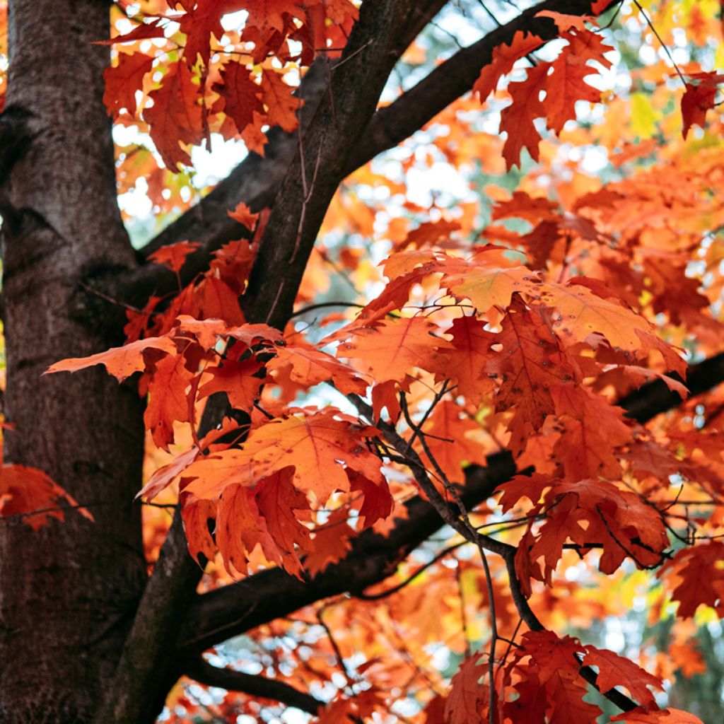 Roble americano - Quercus rubra