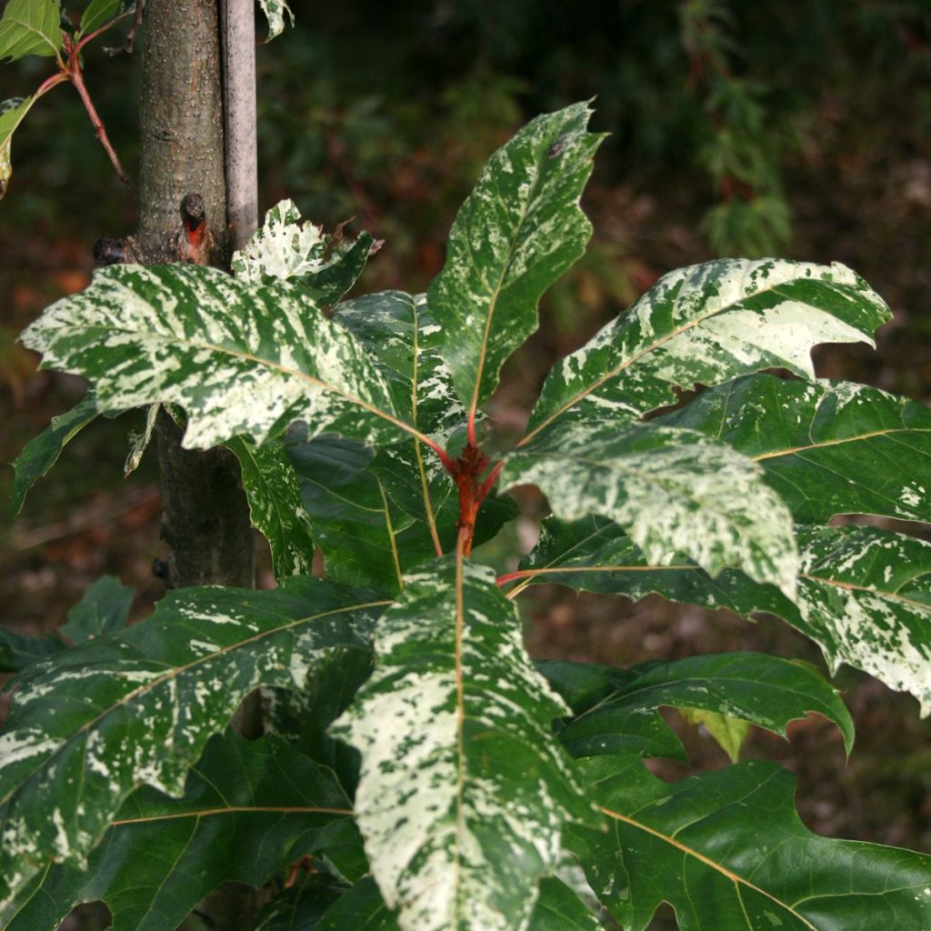 Quercus rubra Wolfsdonk's Pride - Roble americano