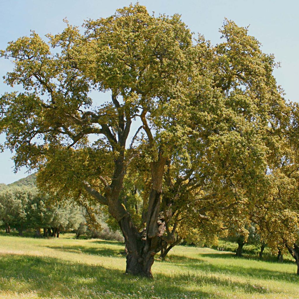 Quercus suber - Alcornoque