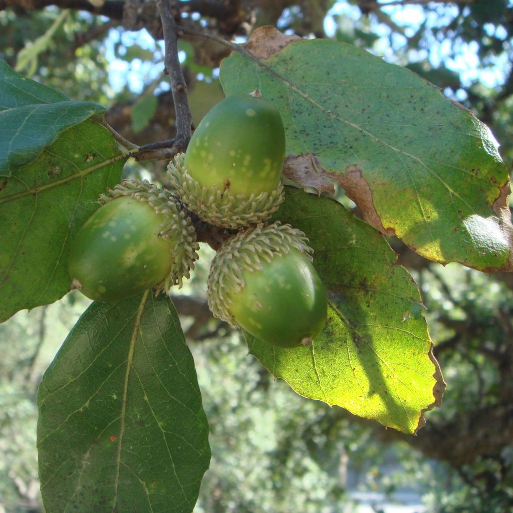 Quercus suber - Alcornoque