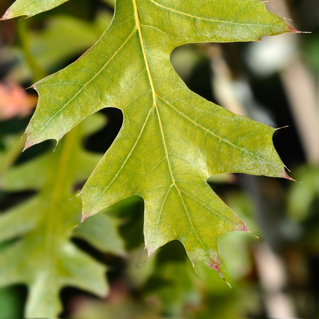 Quercus texana New Madrid