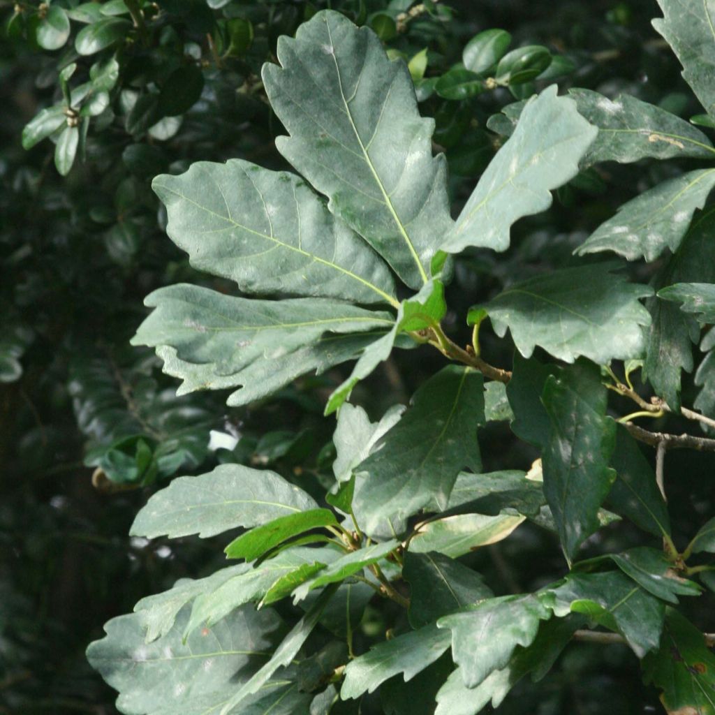 Chêne de Turner - Quercus turneri Pseudoturneri