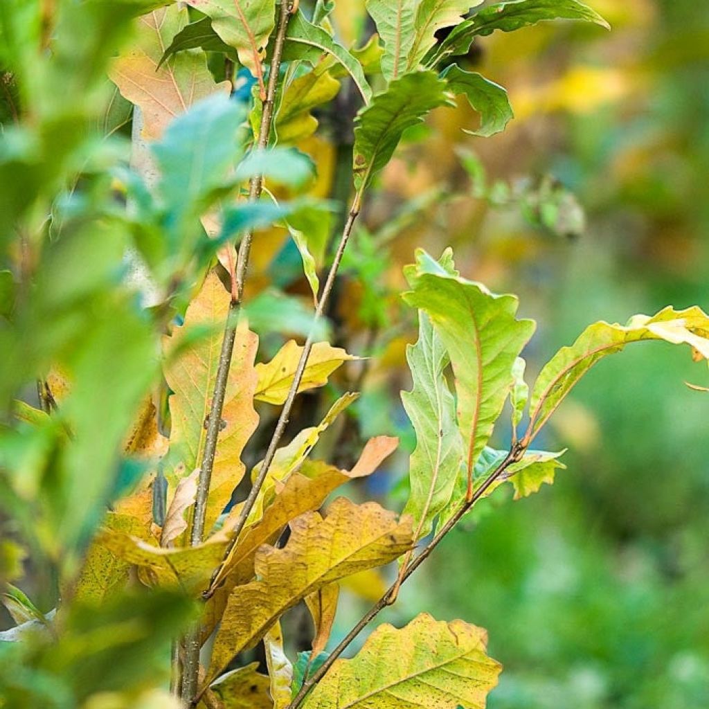 Quercus warei Windcandle