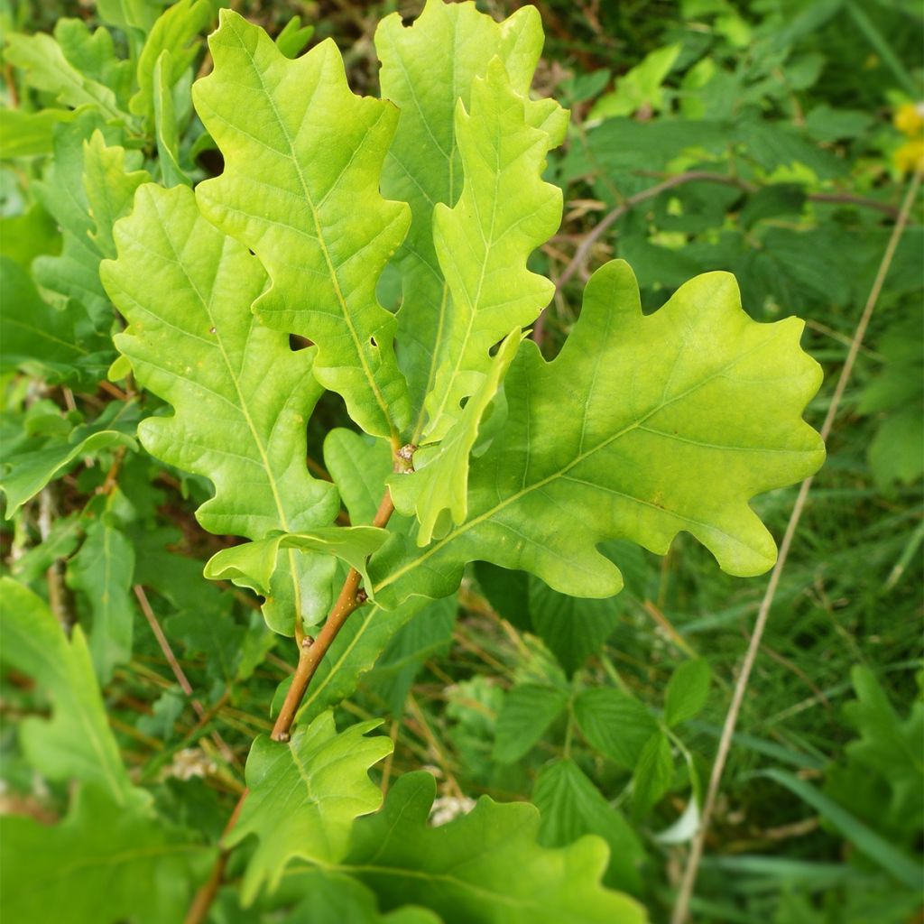 Quercus warei Windcandle