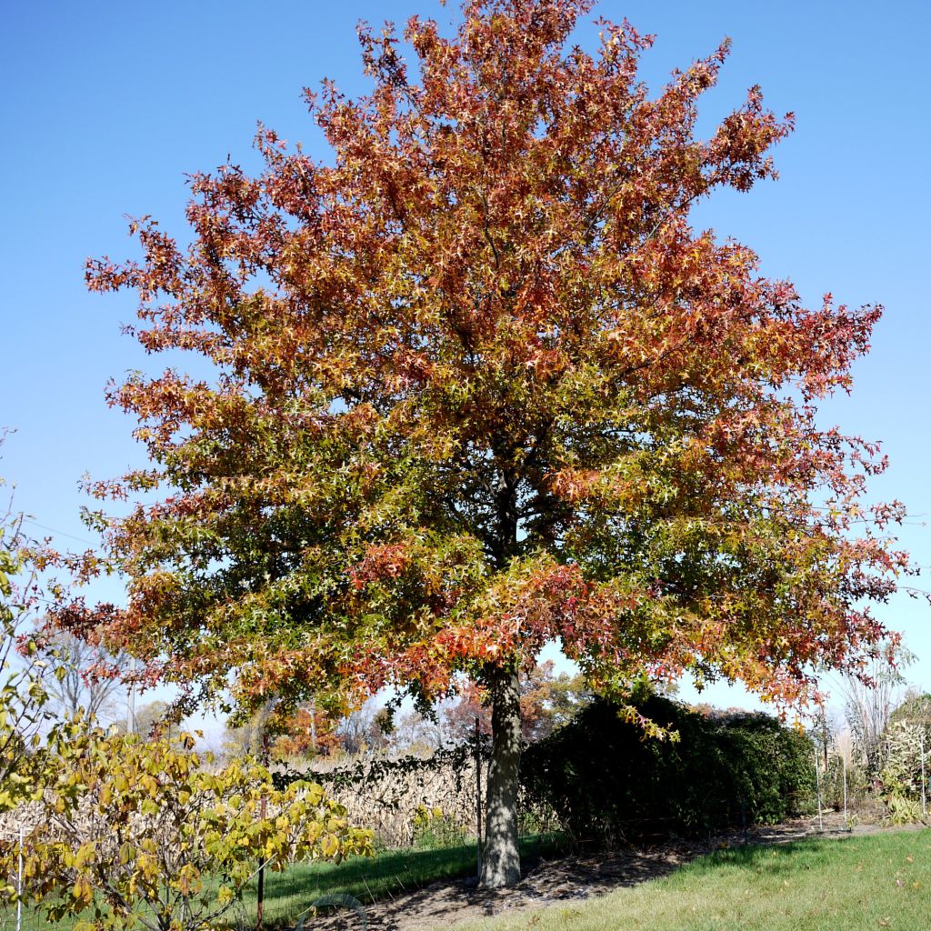 Roble de los pantanos - Quercus palustris