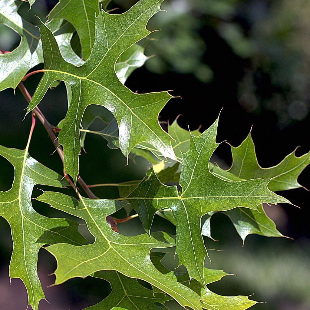 Chêne des marais, Chêne épingle - Quercus palustris