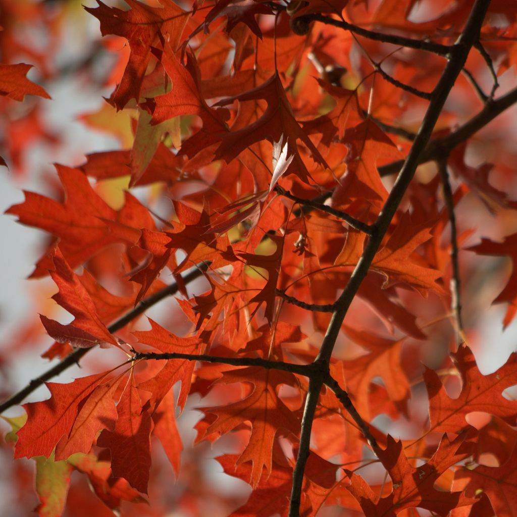 Roble de los pantanos - Quercus palustris