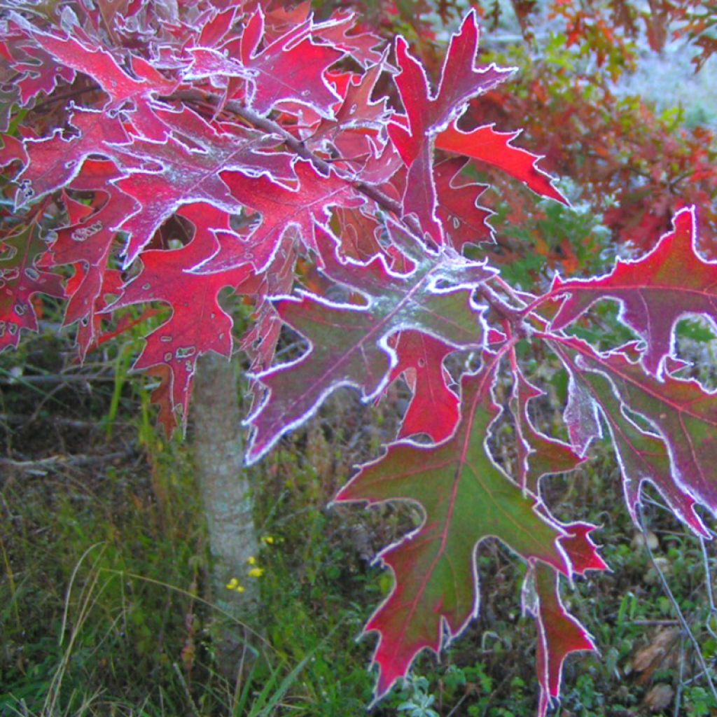 Roble de los pantanos - Quercus palustris