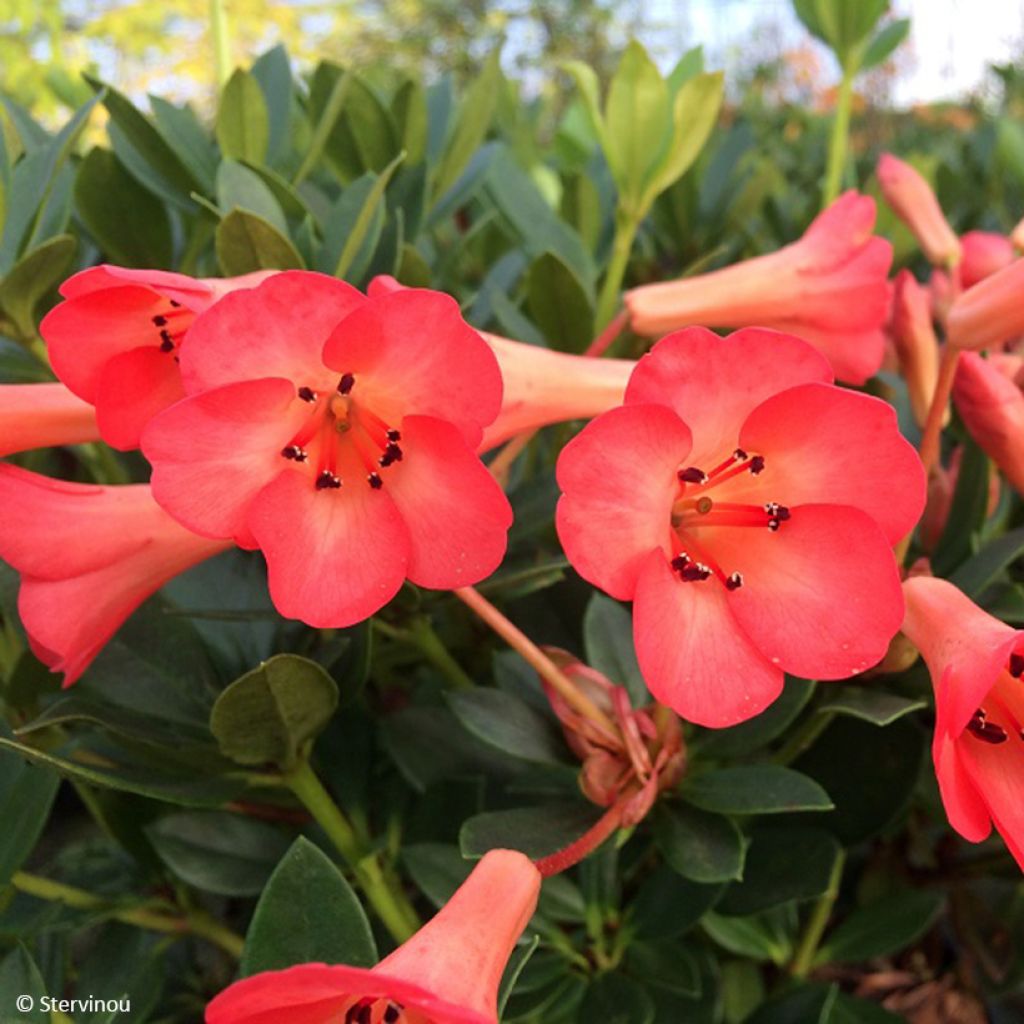 Rhododendron vireya Saxon blush