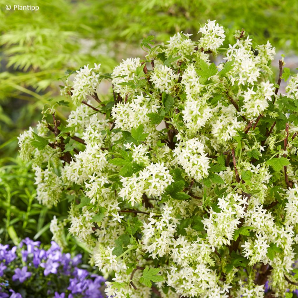 Ribes sanguineum Oregon Snowflake - Grosellero de invierno