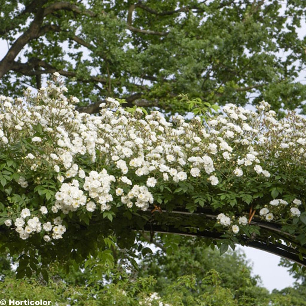 Rosal multiflora Seagull - Rosal trepadora