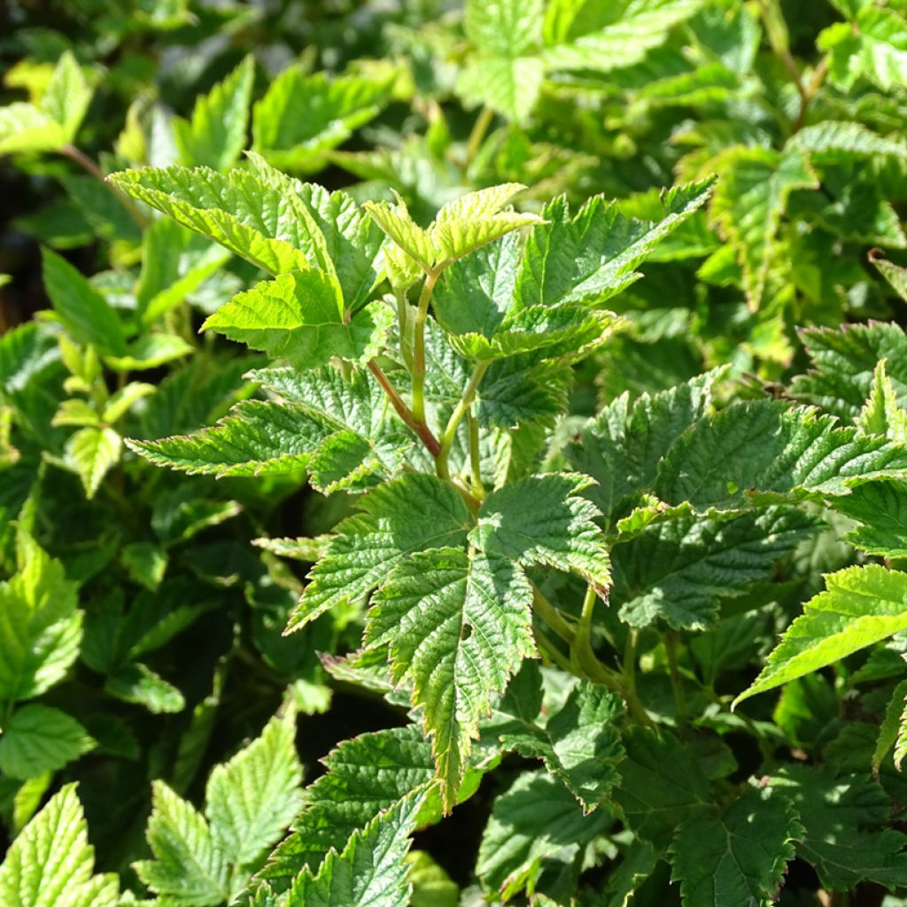 Rubus spectabilis Olympic Double - Zarza del salmon