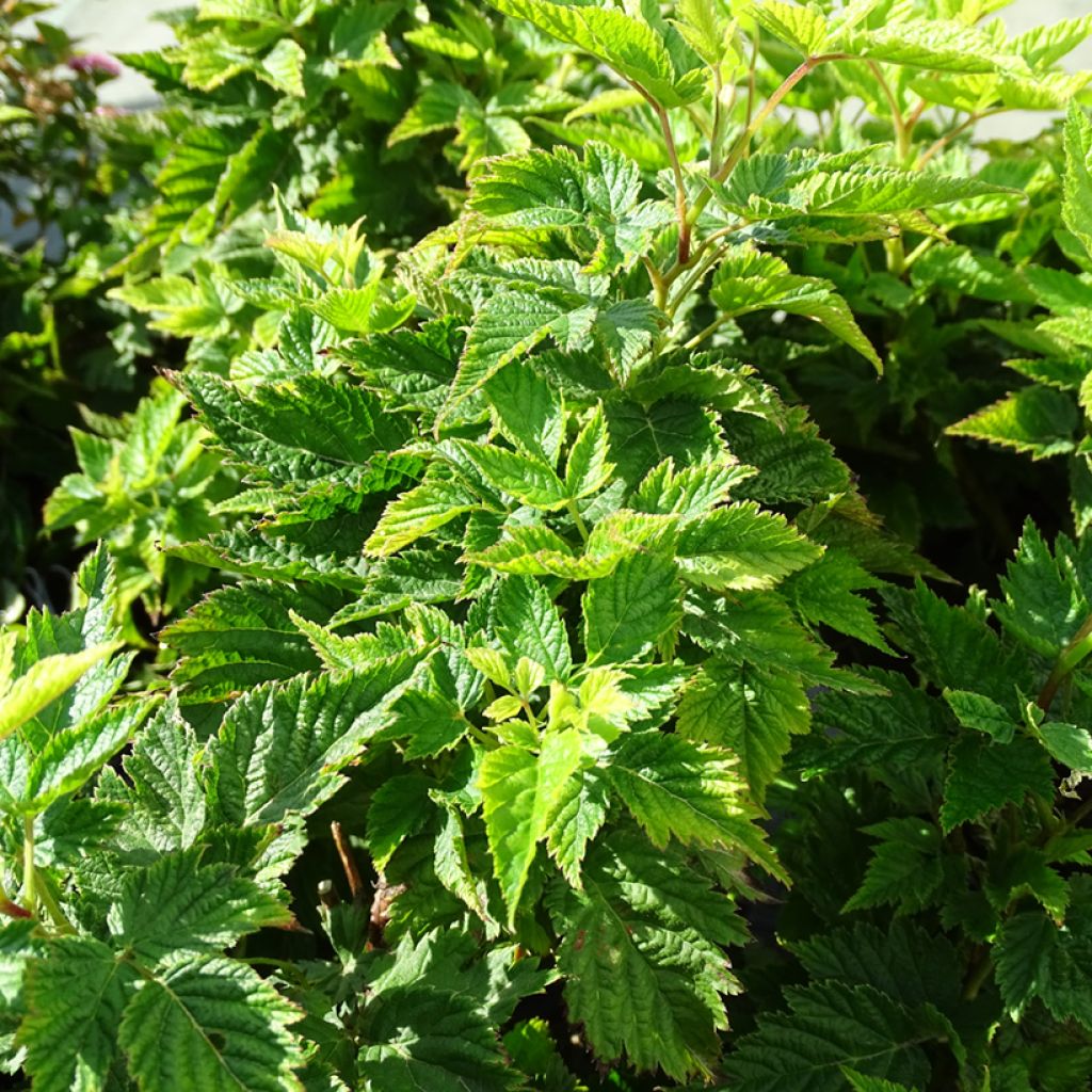 Rubus spectabilis Olympic Double - Zarza del salmon