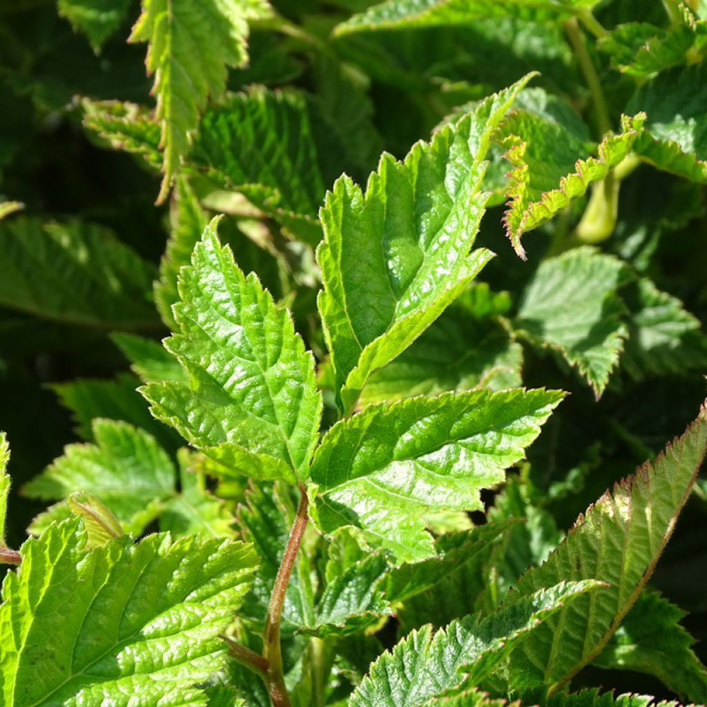 Rubus spectabilis Olympic Double - Zarza del salmon