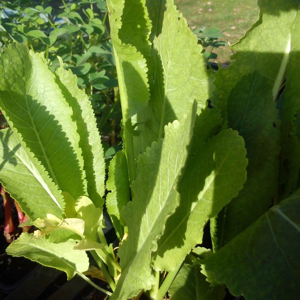 Rábano rusticano (plantas)