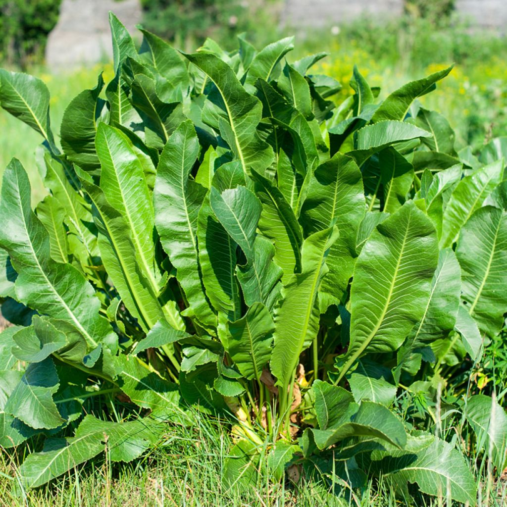 Rábano rusticano (x1 planta)