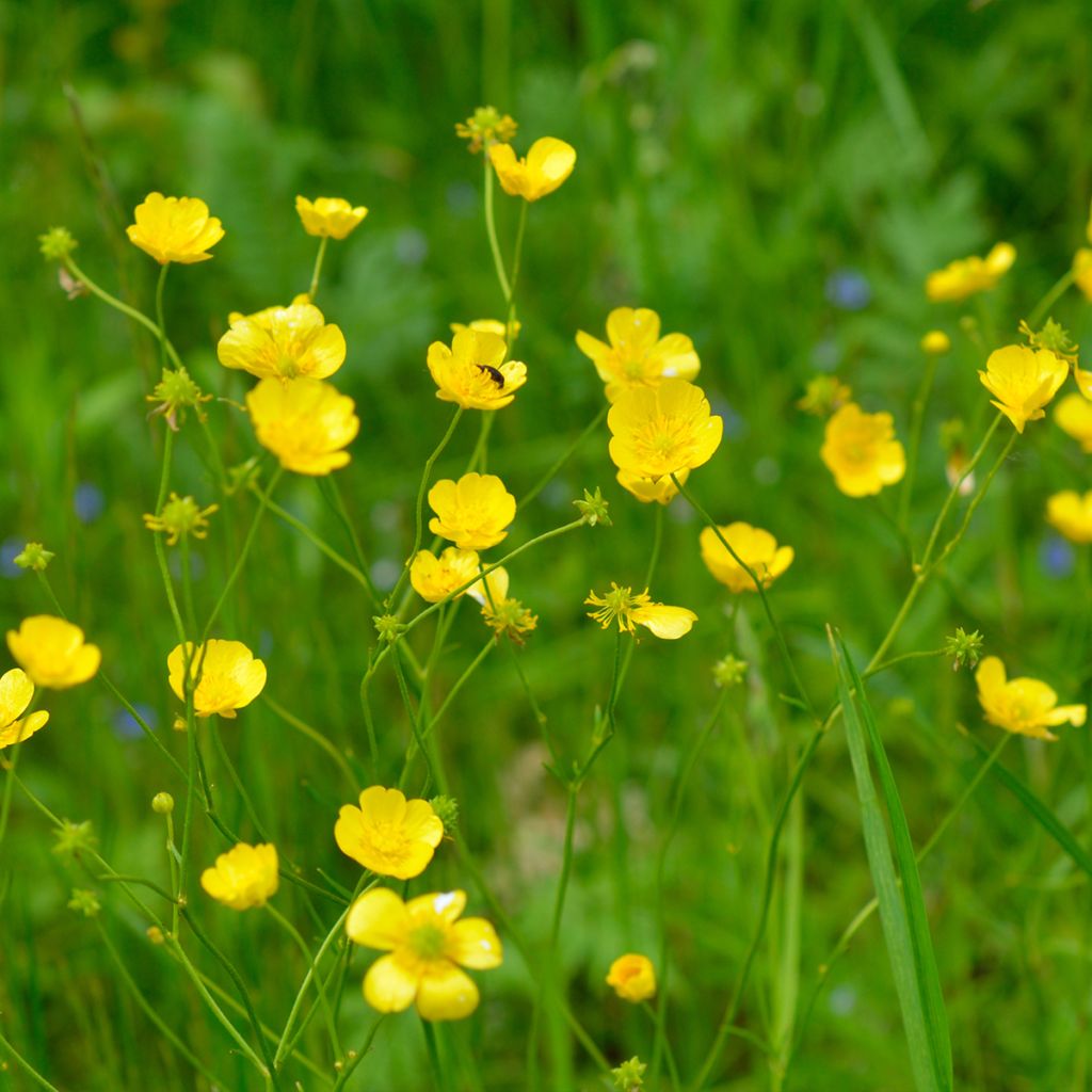 Ranunculus acris - Bouton d'or