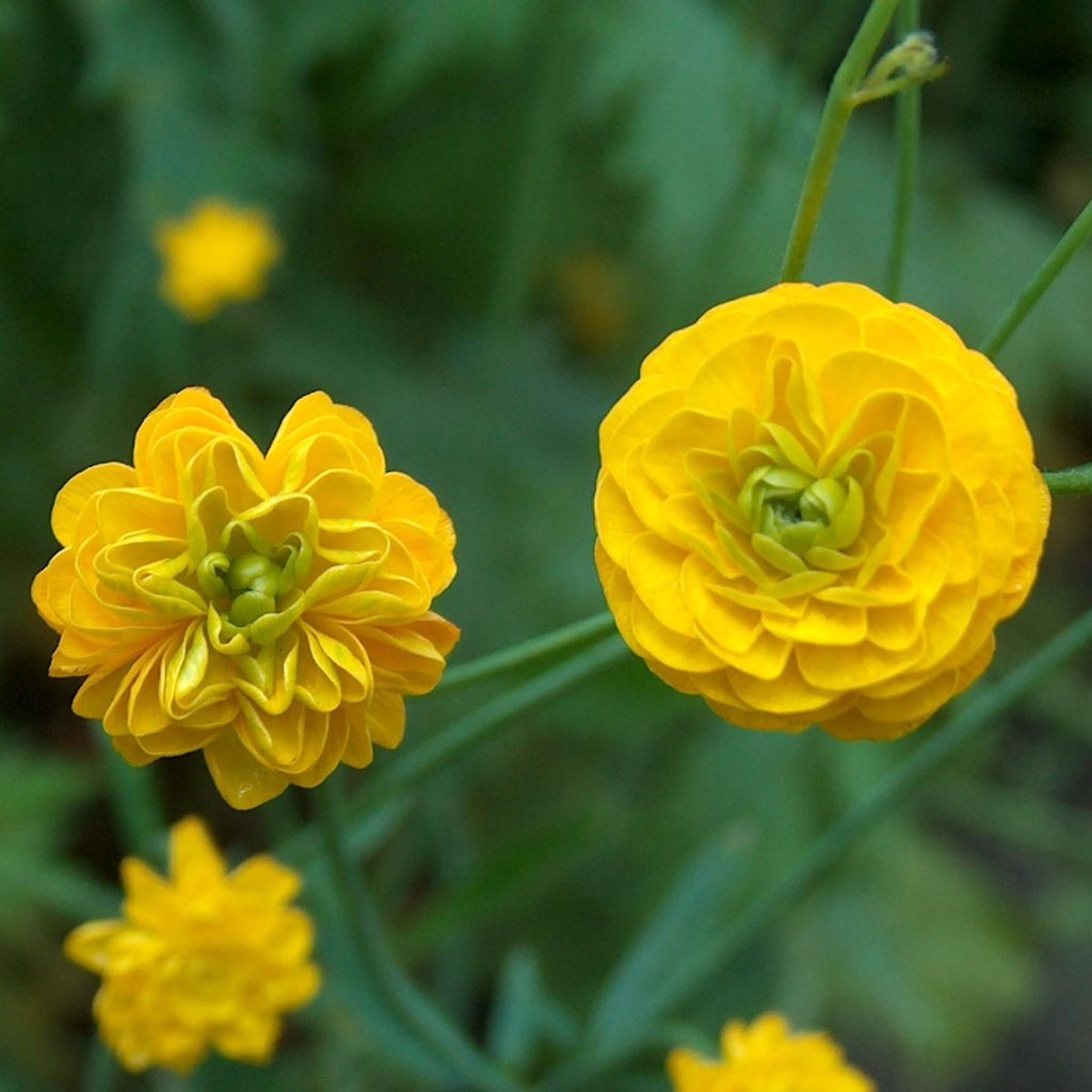 Ranunculus acris Multiplex - Bouton d'or