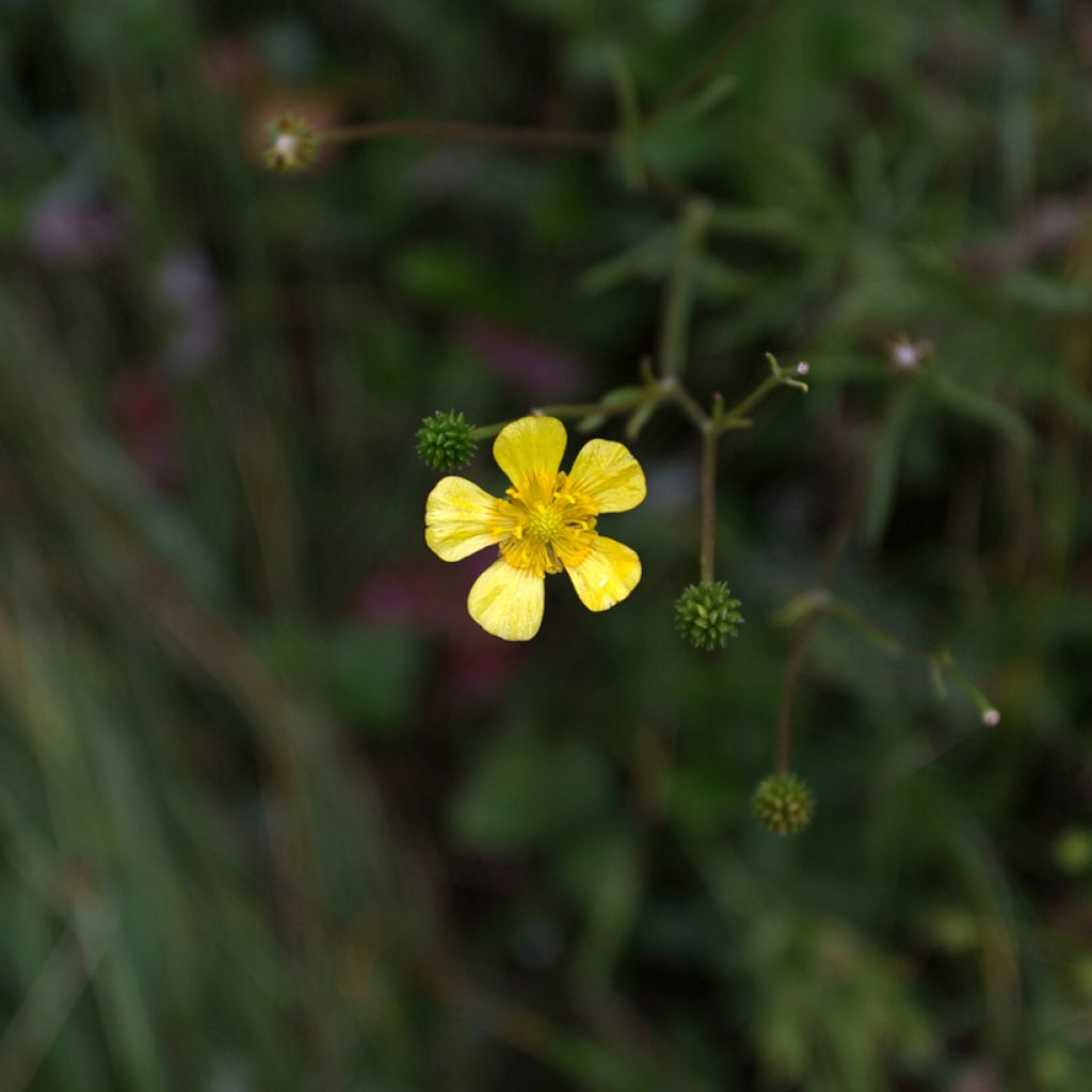 Ranunculus flammula - Renoncule flammette