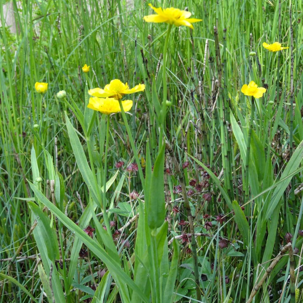 Ranunculus lingua - Grande douve