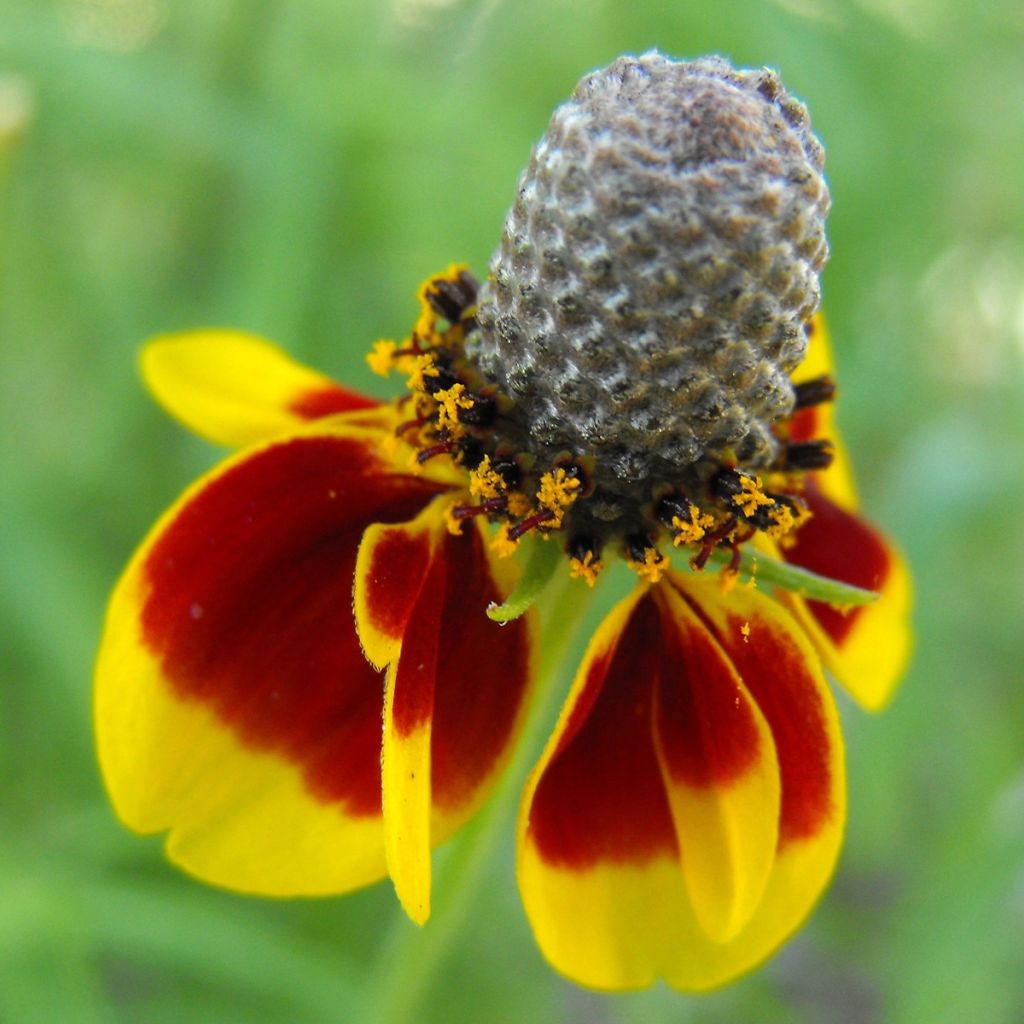 Graines de Ratibida columnifera Chapeau mexicain